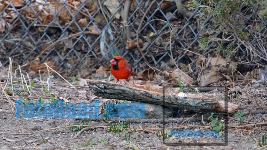 Red cardinal male bird eating outside with other birds around