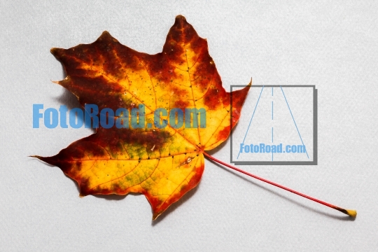Autumn colored leaf on background from blue paper