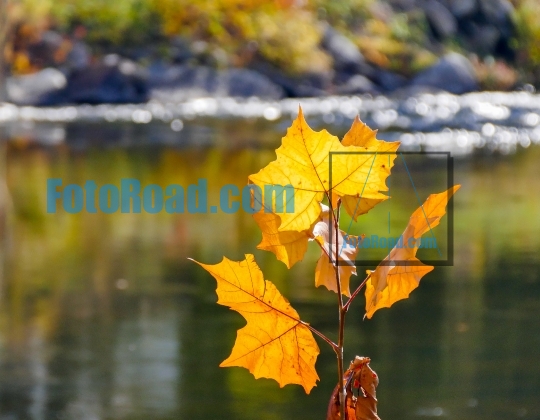 Autumn colored leaves near water with selective focusing