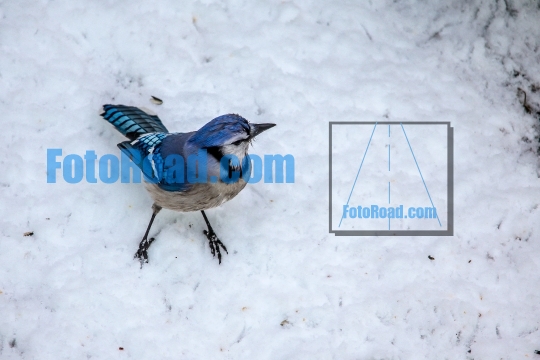 Blue Jay standing on snow