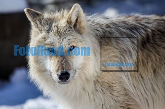 Canadian/Rocky Mountain gray wolf