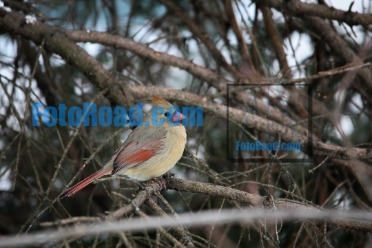 Cardinal female bird sitting on tree  branch