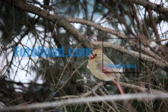 Cardinal female bird sitting on tree  branch