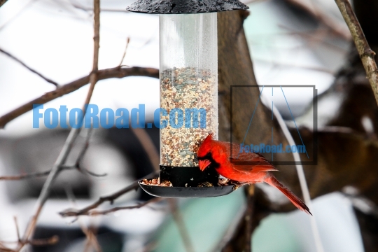 Cardinal male sitting outside on bird feeder
