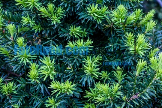 Close up form green bush needles on spring