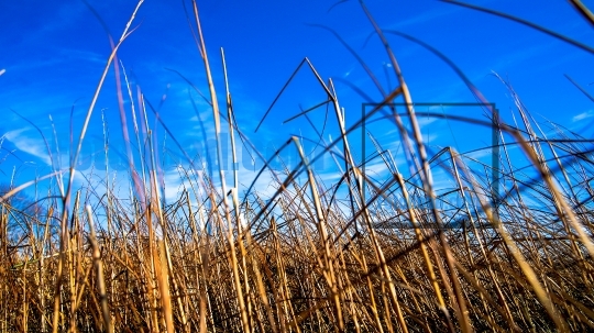 Dry golden grass with blue sky on beach