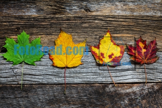 Four autumn colored leaves on wooden background close up