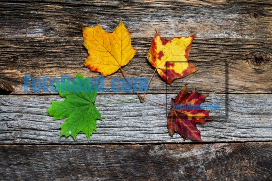 Four autumn colored leaves on wooden background close up