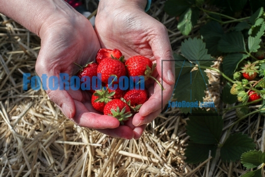Fresh strawberry inside woman hands 