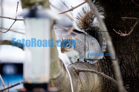 Gray Squirrel is looking to bird feeder