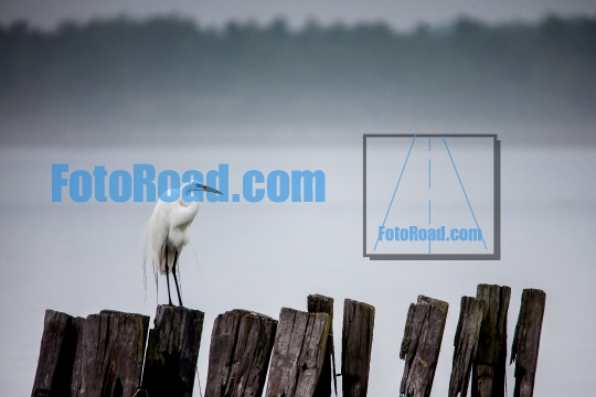 Great egret standing on wood in ocean water