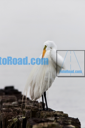 Great egret standing on wood near ocean 