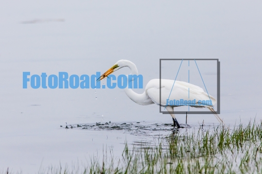 Great egret with caught fish  
