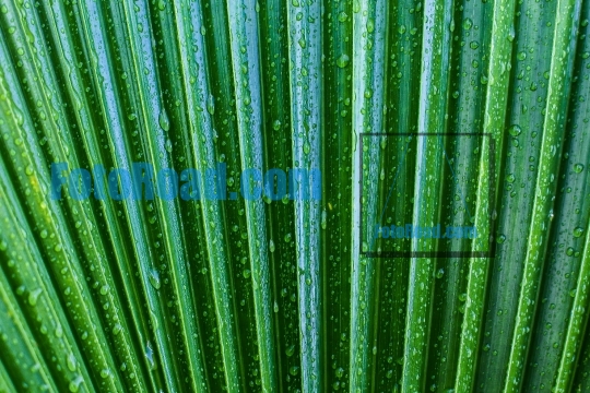 Green palm leaves background