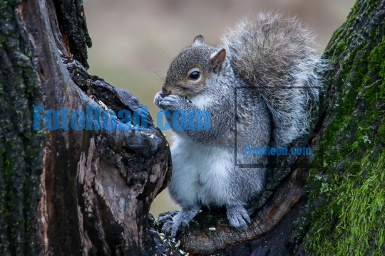 Grey squirel on wet tree fiinding food