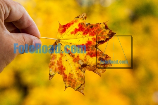 Hand holding autumn colored leaf with golden foliage colors in b