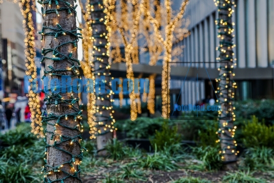 Holiday lights on tree 