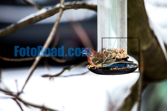House finch on bird feeder outside