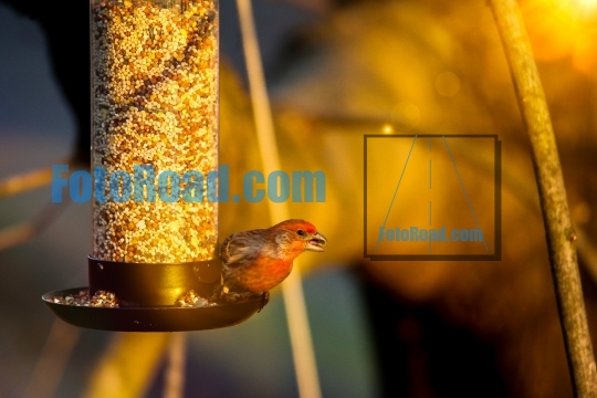 House Finch or haemaorhous mexicanus eating birds food outdoor f