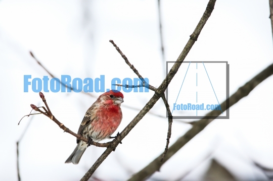 House finch sitting on tree branch