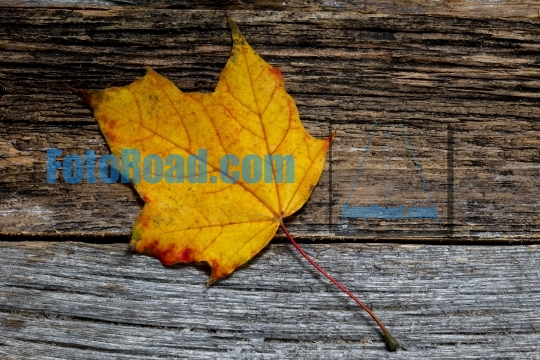 Multicolored autumn leaf on weathered background