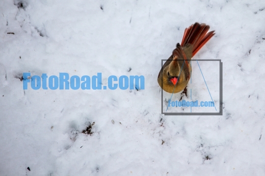 Northern Cardinal female on snow
