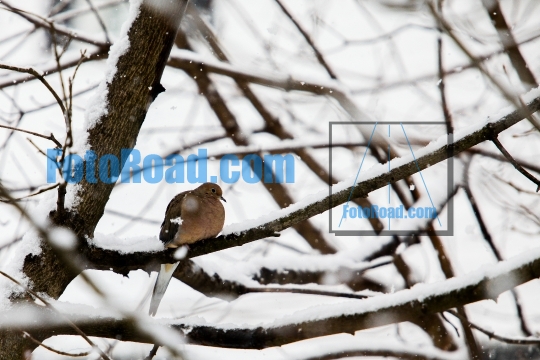 One turtle dove sitting on tree in blizzard