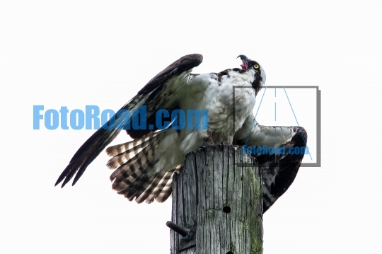 Osprey sitting on pool with open mouse and tongue out with white