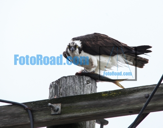 Osprey sitting with fish  on electrical pool and looking at came