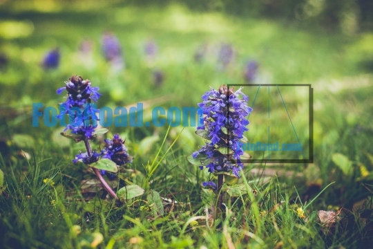 Purple springtime flowers in grass