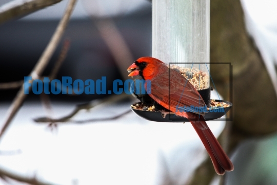Red cardinal male on bird feeder