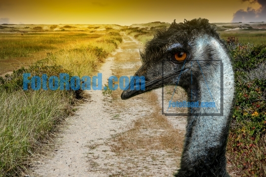 Road to sand dunes with emu