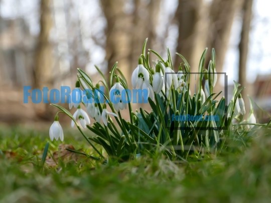 Snow drops in spring time outdoor