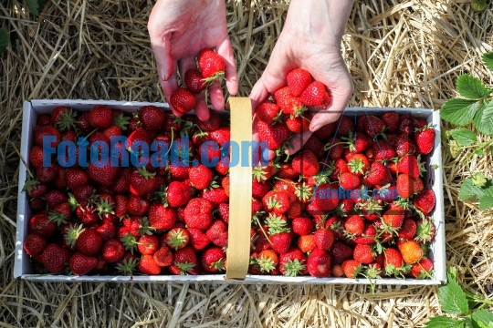 Strawberries picking 