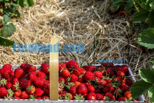Strawberry inside basket in strawberry fields