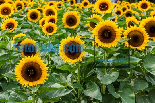 Sunflowers endless field background