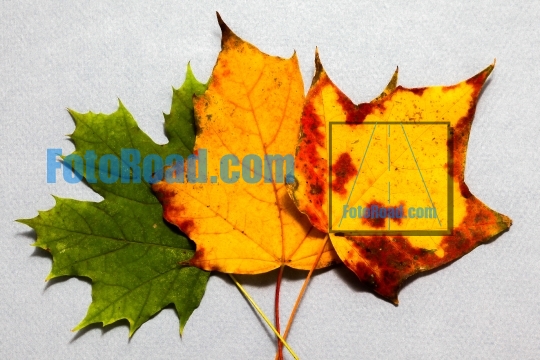 Three autumn colored leaves on  paper background 