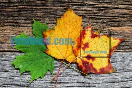 Three autumn colored leaves on wooden background