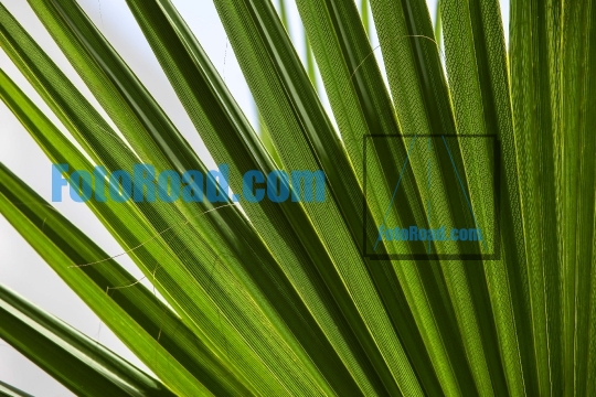 Tropical leaf background close up