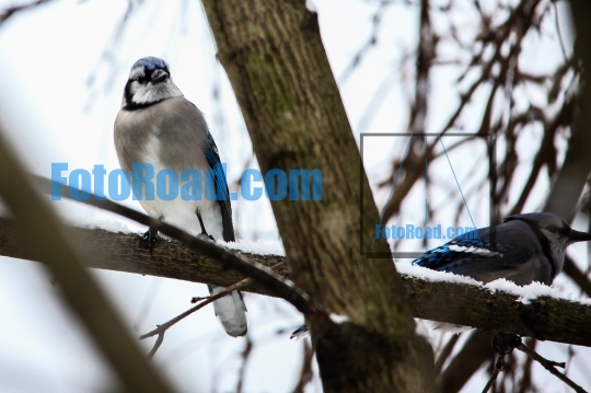 Two blue jays sitting on tree in winter
