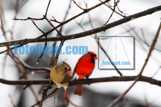 Two cardinal male and hemale sitting on tree
