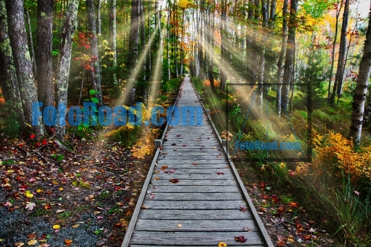 Walkway in nature with sunrays