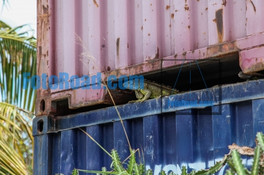 Wild green Iguana hiding under metal container