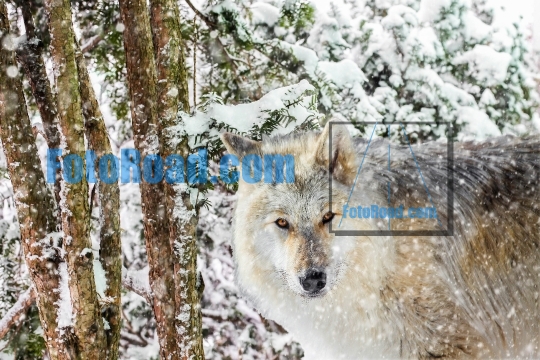Wolf in winter storm looking at camera