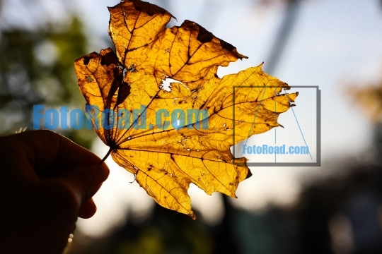 Yellow autumn leaves with sun backlight