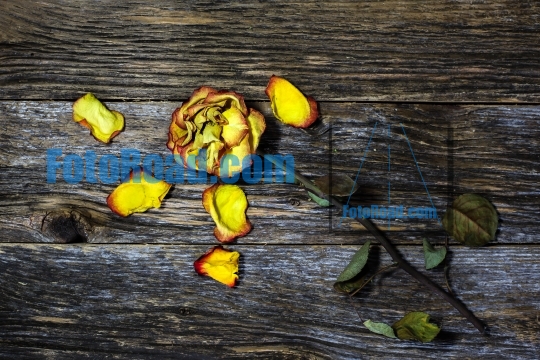 Yellow rose on rustic background