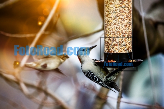 Yellow-bellied Woodpecker on bird feeder