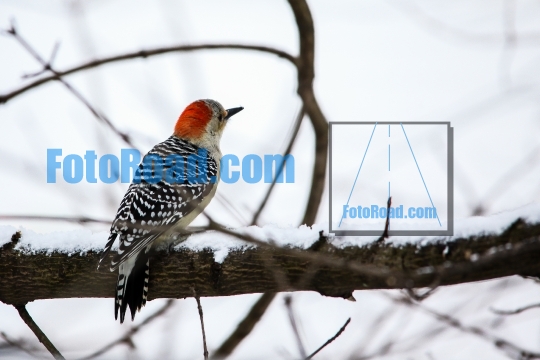Yellow-bellied woodpecker on tree brunch in winter