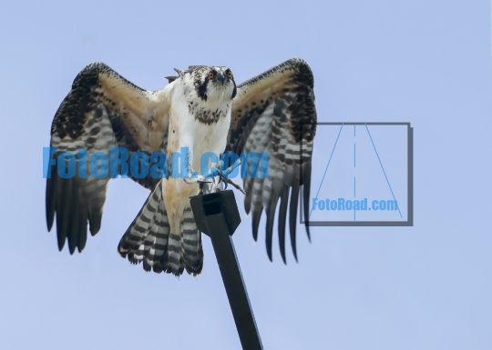 Young wild osprey sitting on metal with blue sky