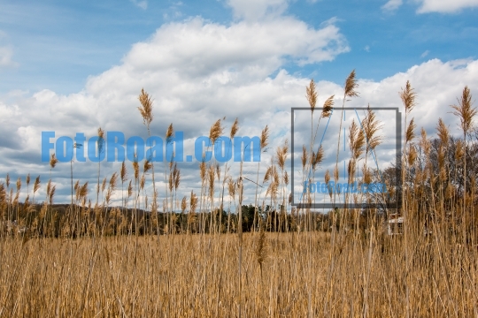 Dry grass with beautiful clouds